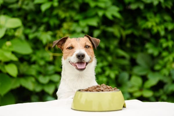 Como escolher a melhor ração para o seu pet?