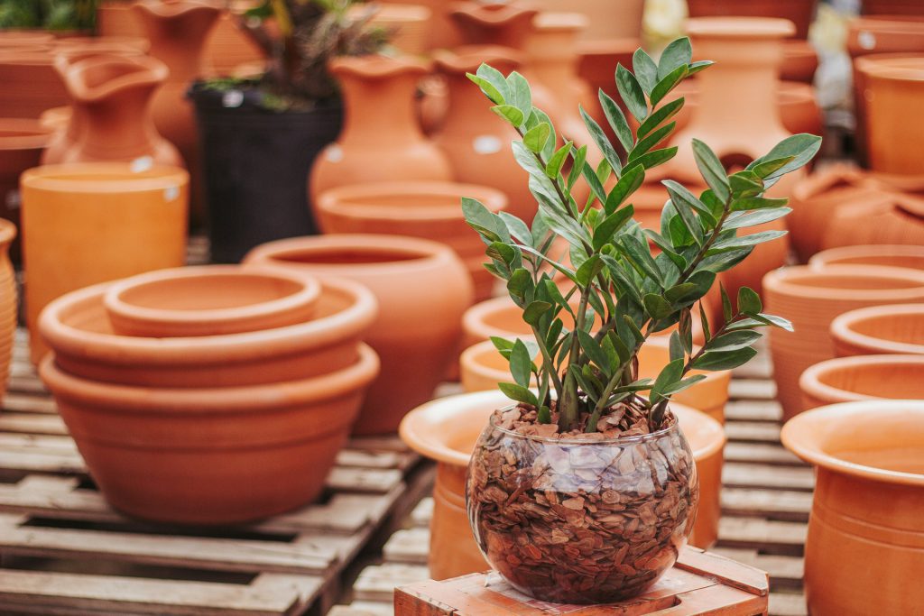 mudas de zamioculcas