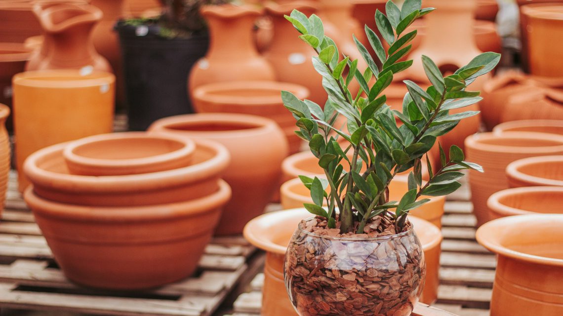 Como fazer mudas de plantas ornamentais?
