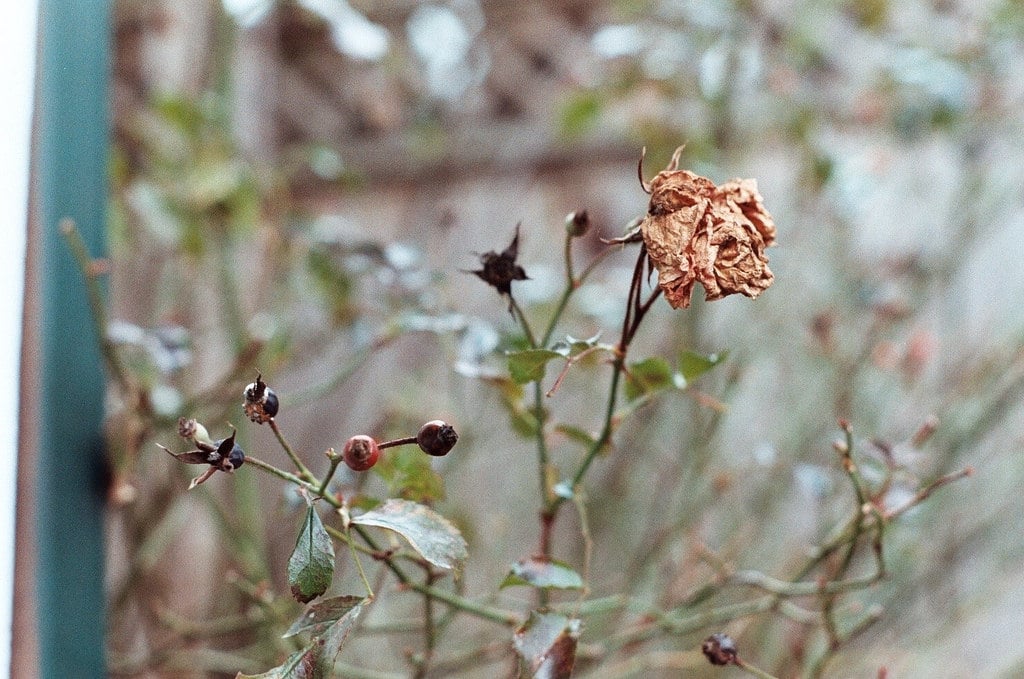 planta ressecada