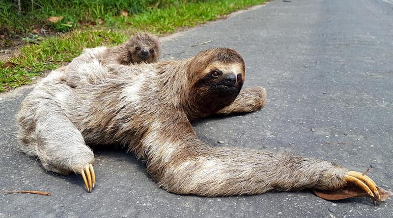 O que faz da preguiça um animal tão lento?