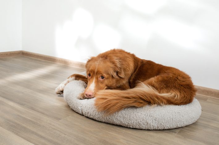 Como lidar com a ansiedade de separação em cachorros?