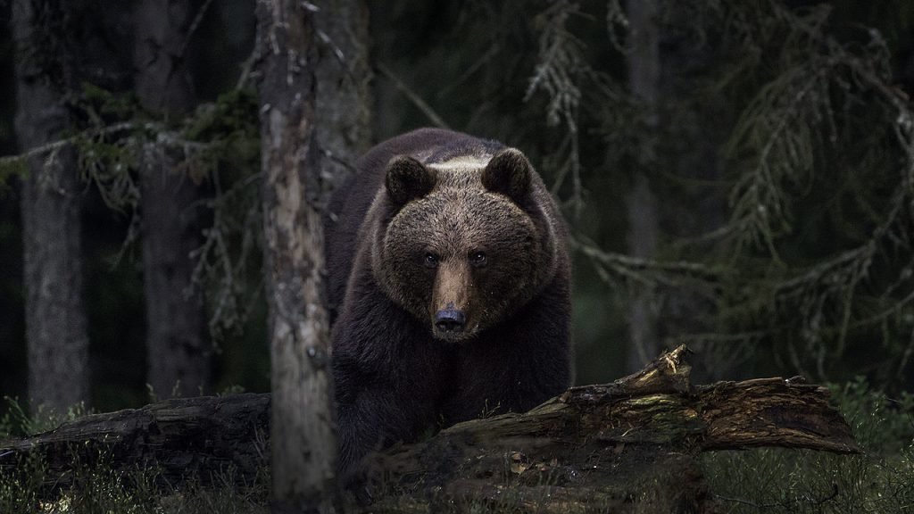 urso-pardo