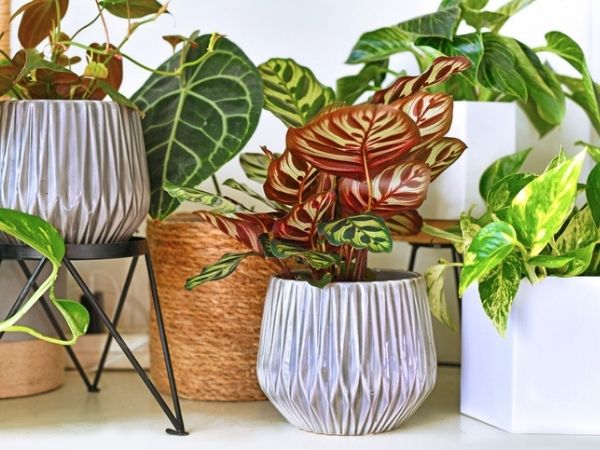 Como escolher o vaso ideal para cada tipo de planta?
