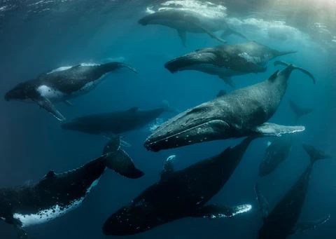 A importância das baleias na manutenção do ecossistema marinho