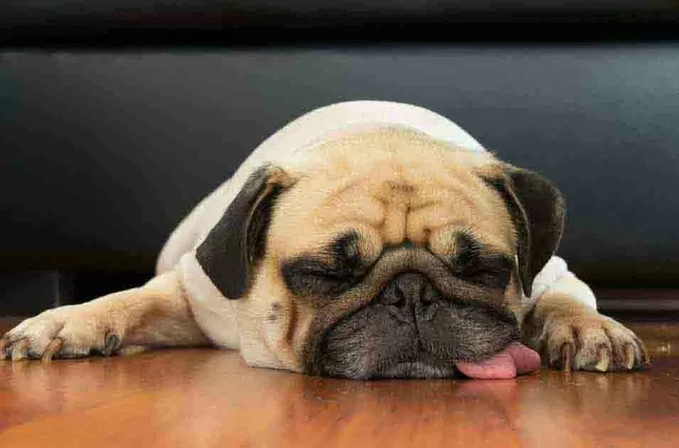 cachorro come algo tóxico