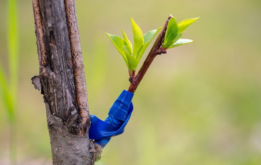 Como enxertar árvores frutíferas?