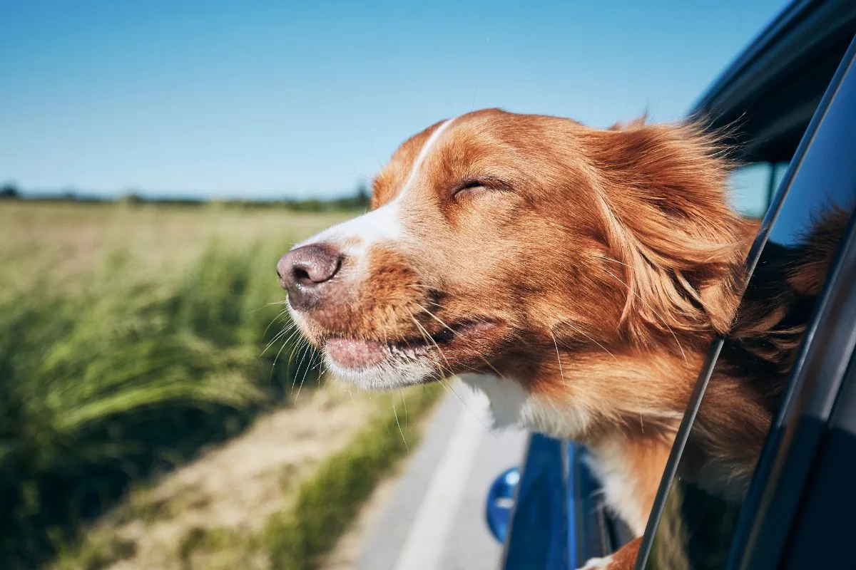 cão confortável em viagens