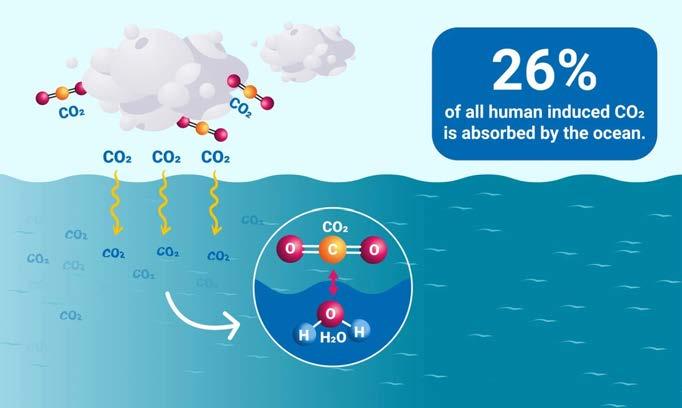 Como os oceanos absorvem o excesso de CO₂ da atmosfera?