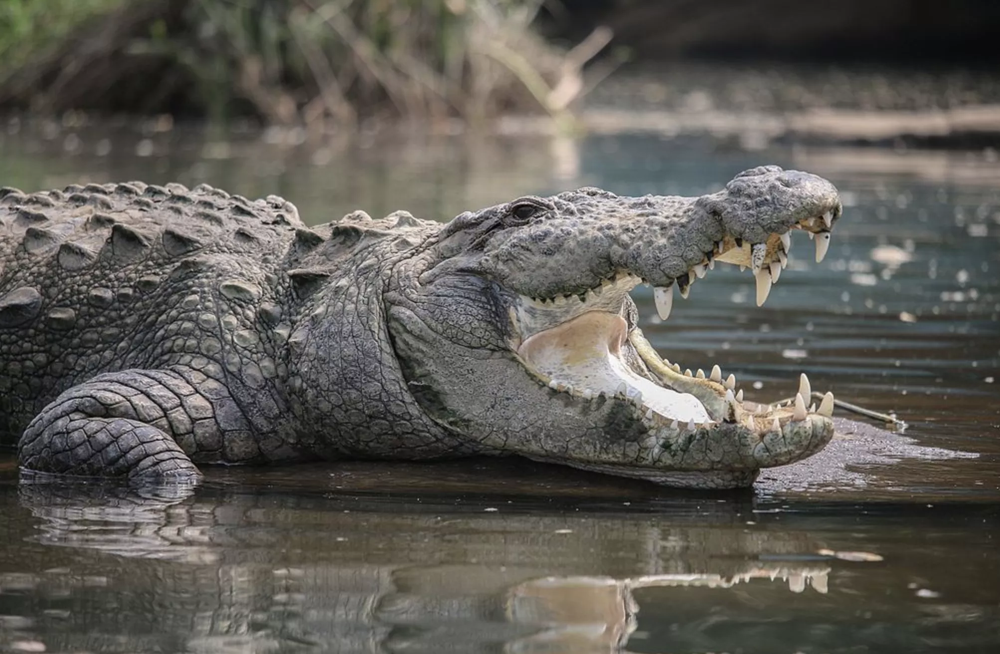 Como os crocodilos sobrevivem por tanto tempo sem comer?