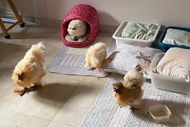 Como criar galinhas em casa de forma sustentável?