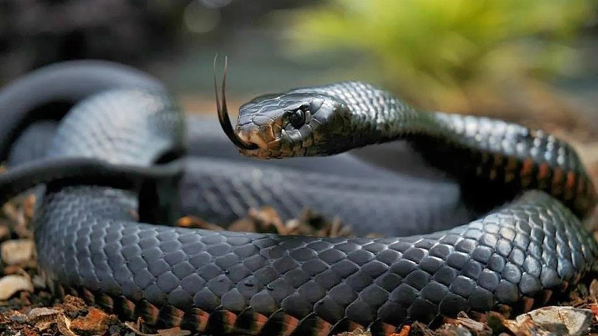 mamba-negra