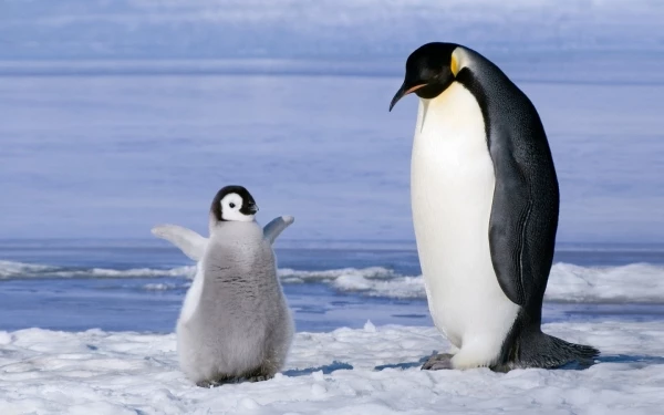 Como os pinguins mantêm o calor no frio intenso?