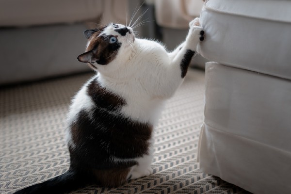 Como evitar que gatos arranhem móveis?