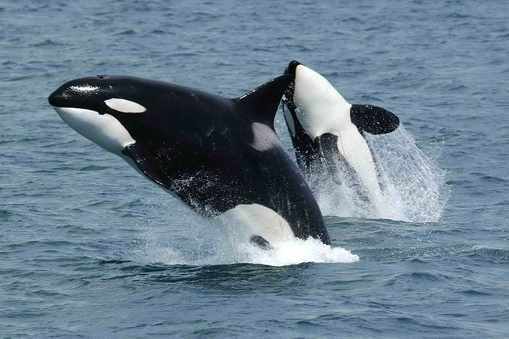 Animais marinhos do oceano Antártico