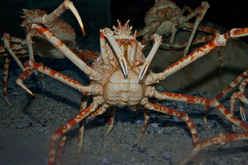 Macrocheira kaempferi