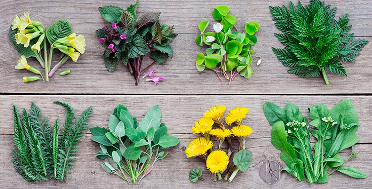 Como diferenciar PANCs comestíveis de plantas tóxicas?