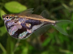 O incrível ciclo de vida do peixe-borboleta