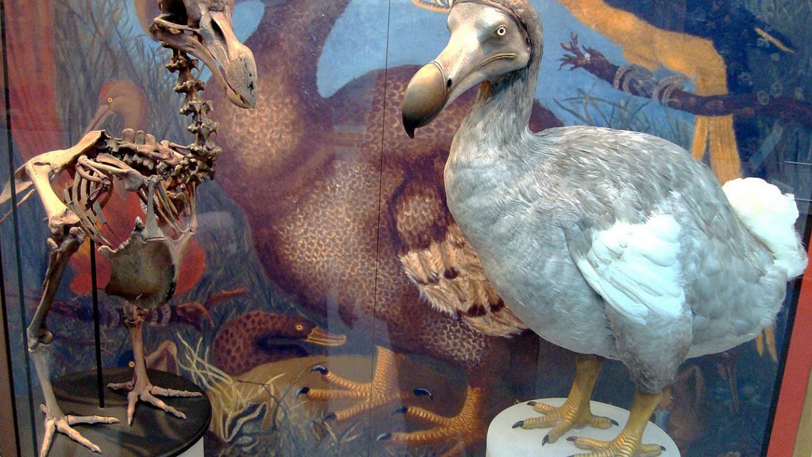 O que causou a extinção dos dodôs?