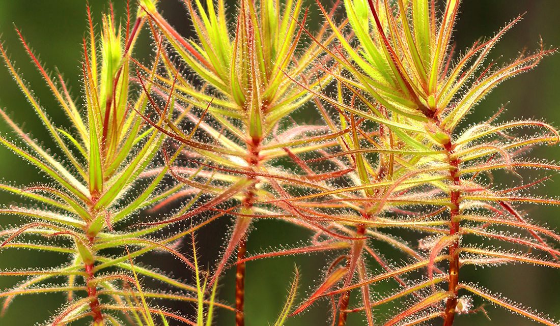 Plantas que se alimentam de insetos além das carnívoras
