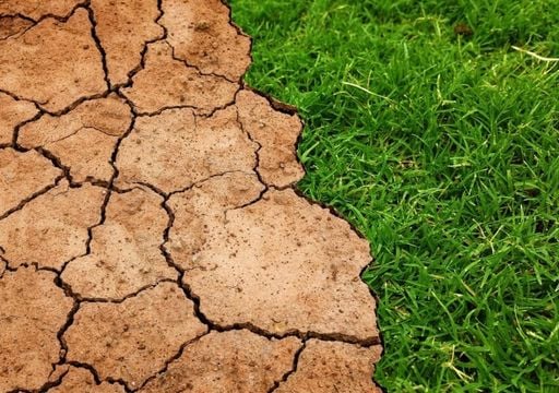 Secagem de zonas úmidas que mantêm vegetação aquática
