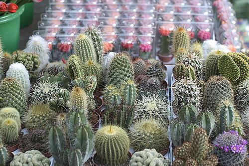 Como fazer um jardim de inverno sem gastar muito?