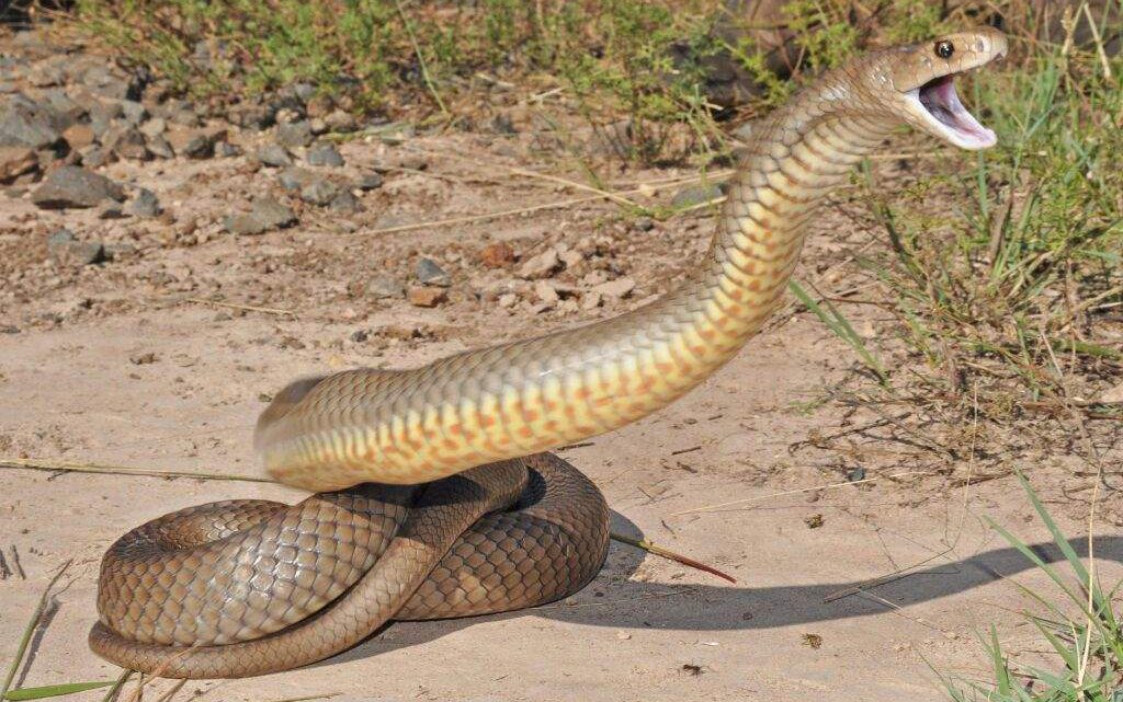 O veneno mais potente do mundo pertence a qual cobra?