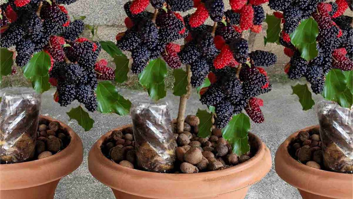 Como cultivar uma amoreira em espaços pequenos?