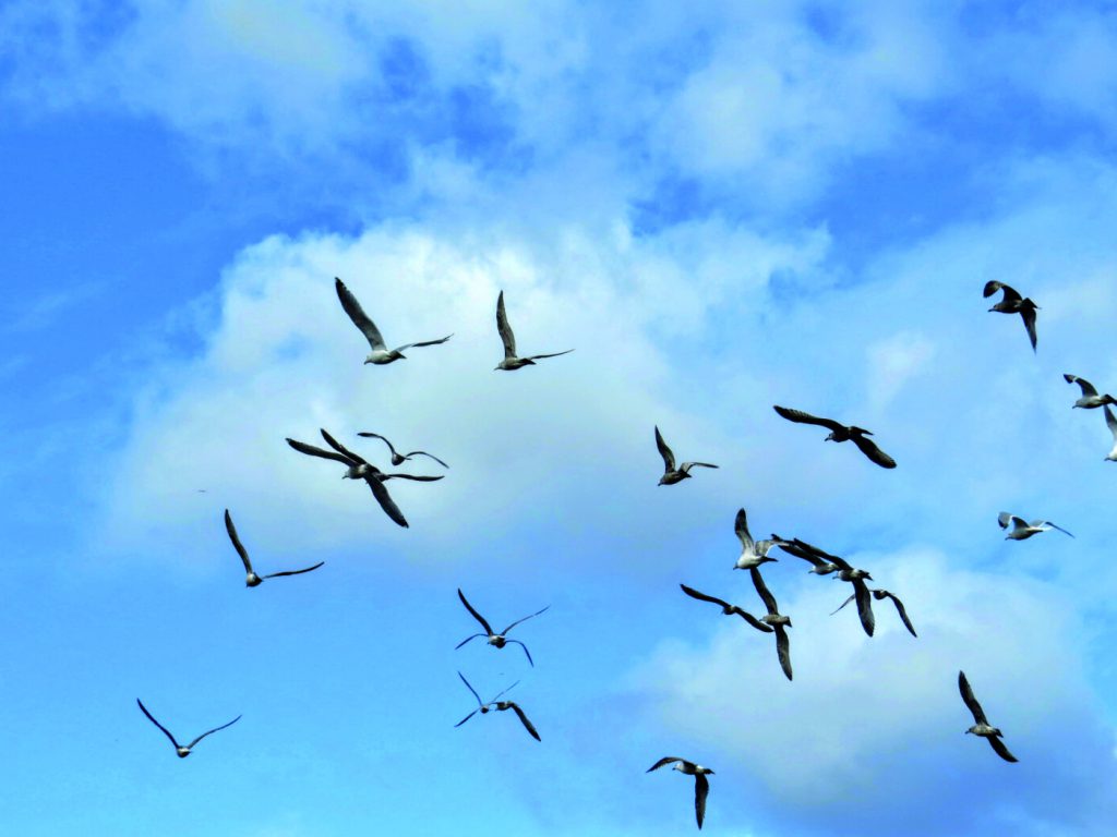 aves migratórias