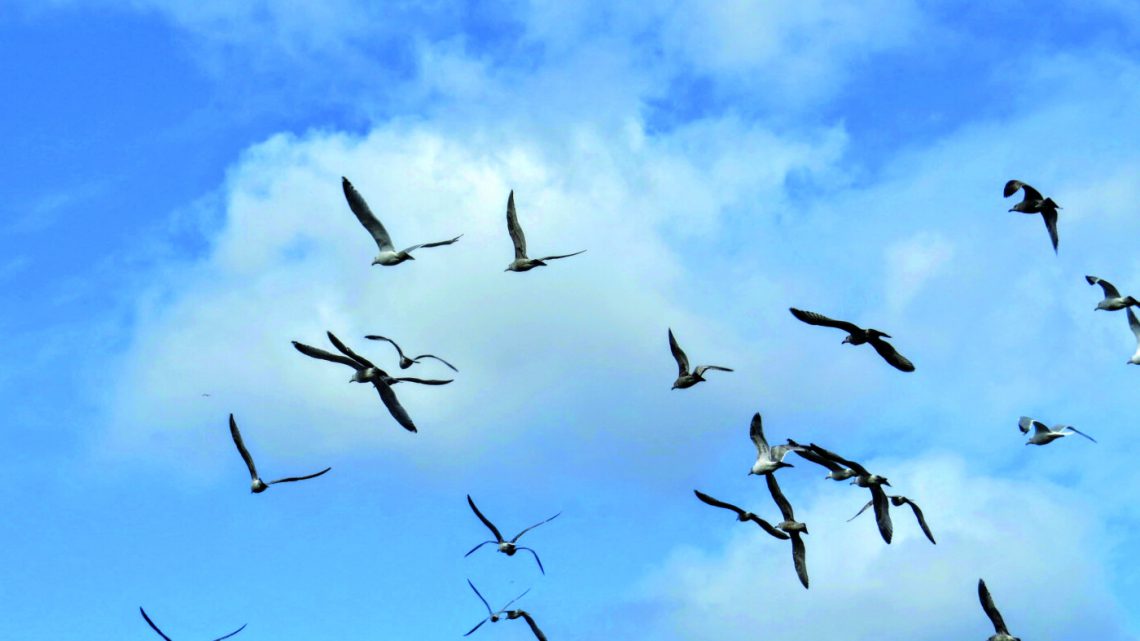 A incrível navegação das aves migratórias