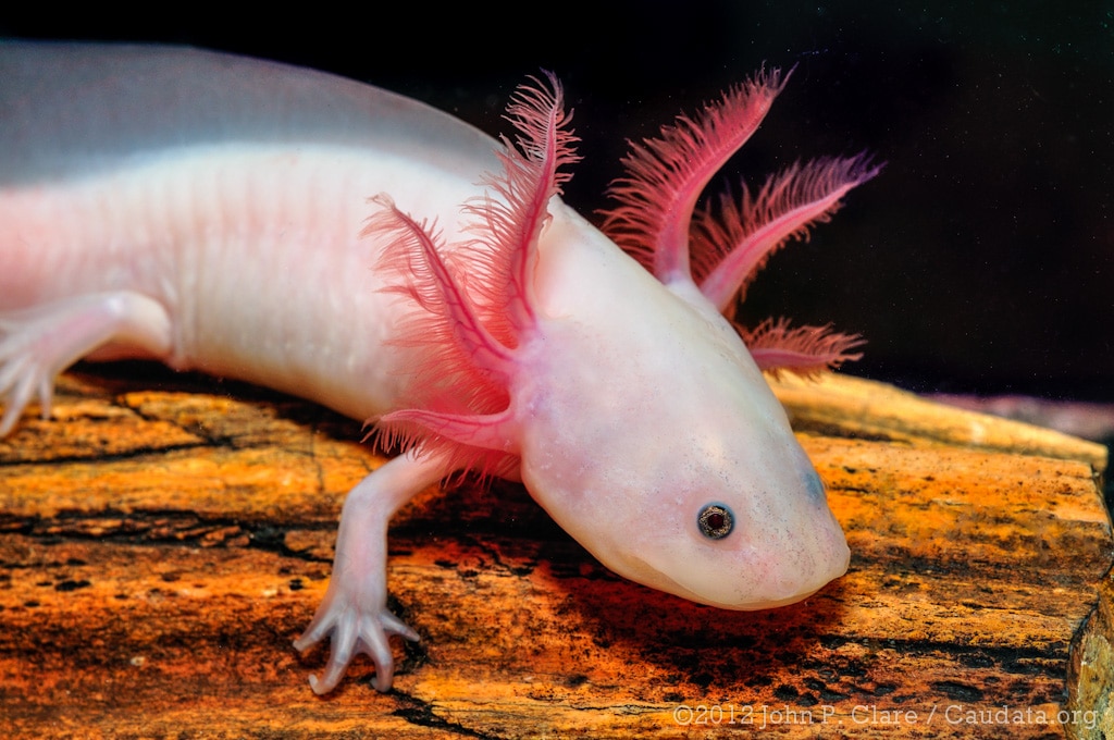 axolote - salamandras respiram na água