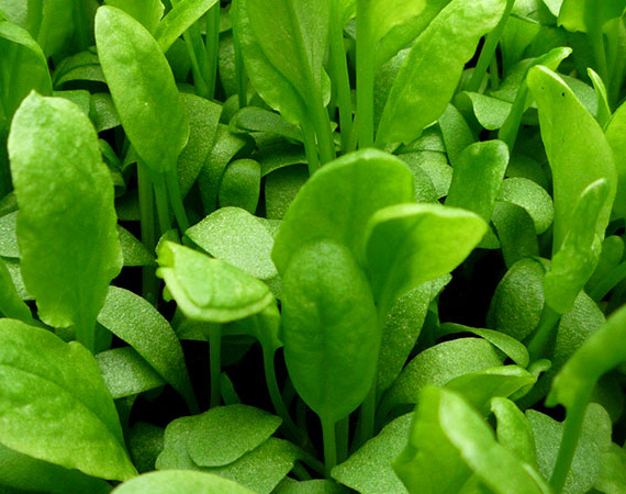 O que é azedinha e como utilizá-la em receitas?