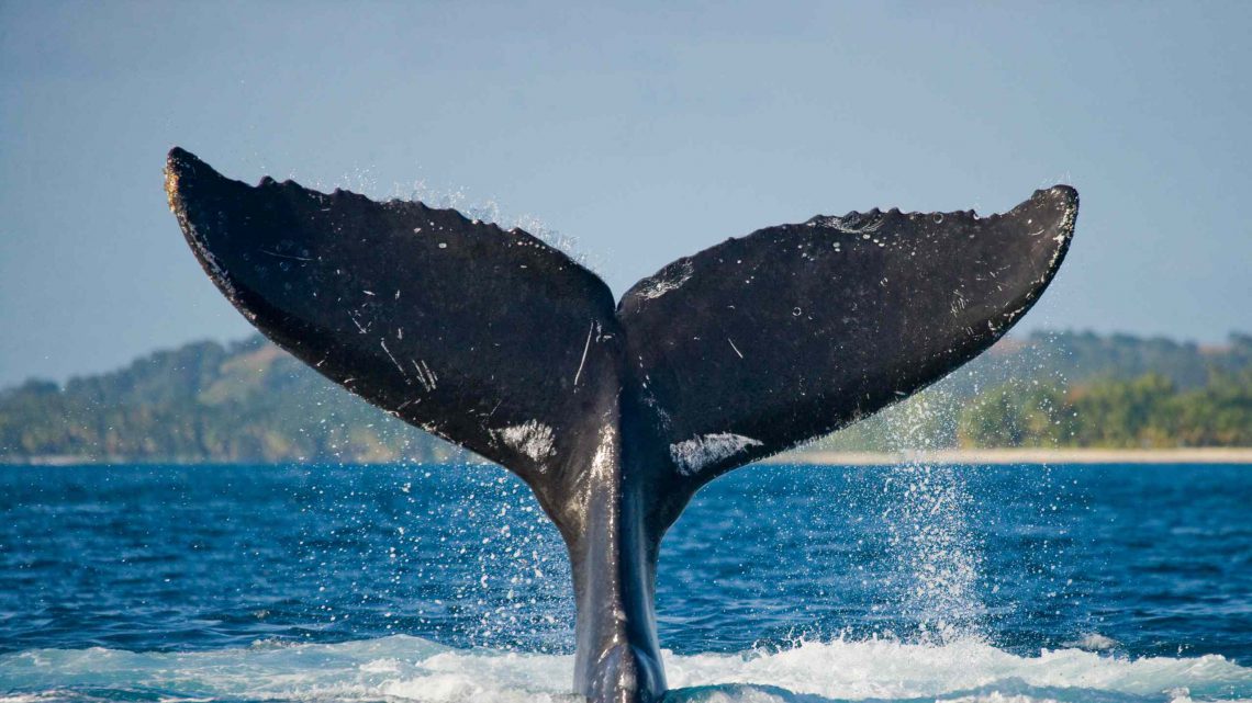 A importância das baleias na captura de carbono dos oceanos