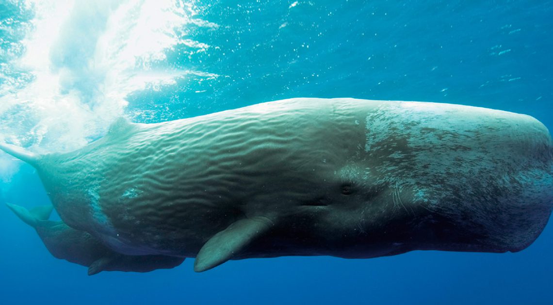 Como a bioacústica ajuda a estudar a comunicação dos animais marinhos?