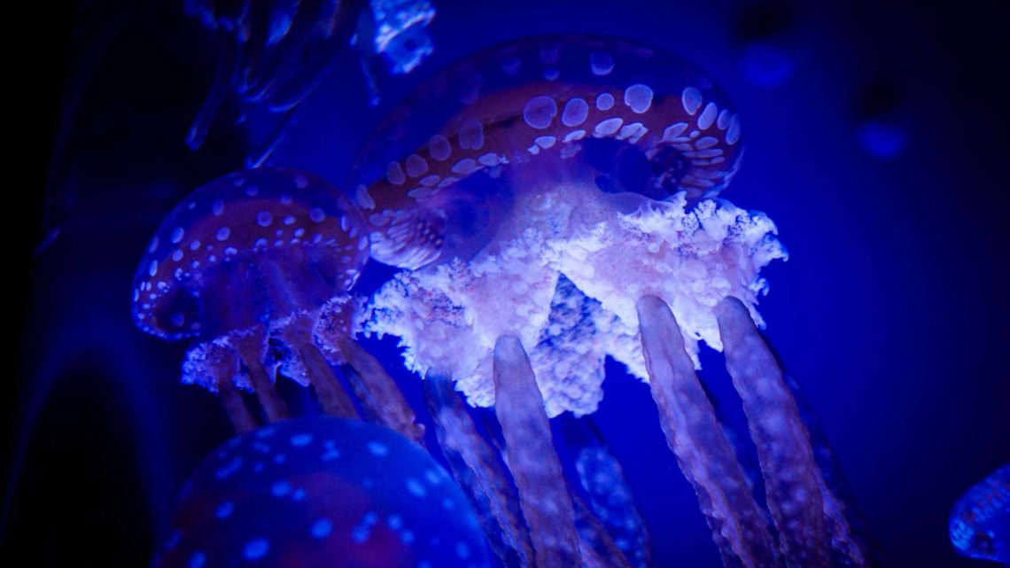 Os mistérios da bioluminescência nos animais