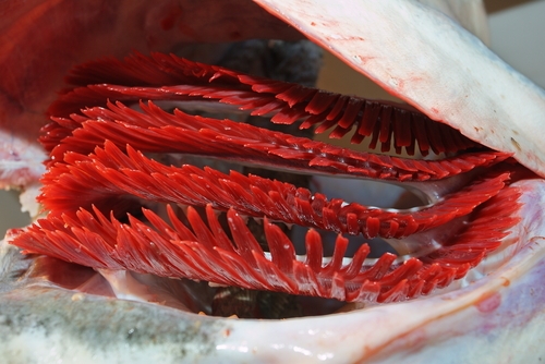 brânquias dos peixes