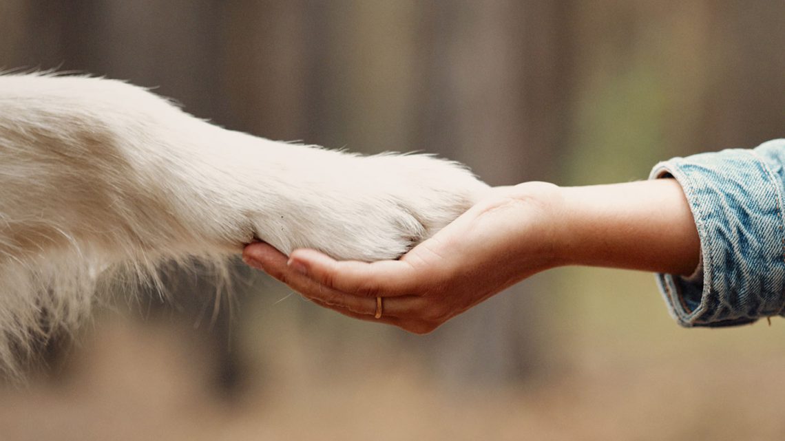 Como os cães identificam doenças nos humanos?