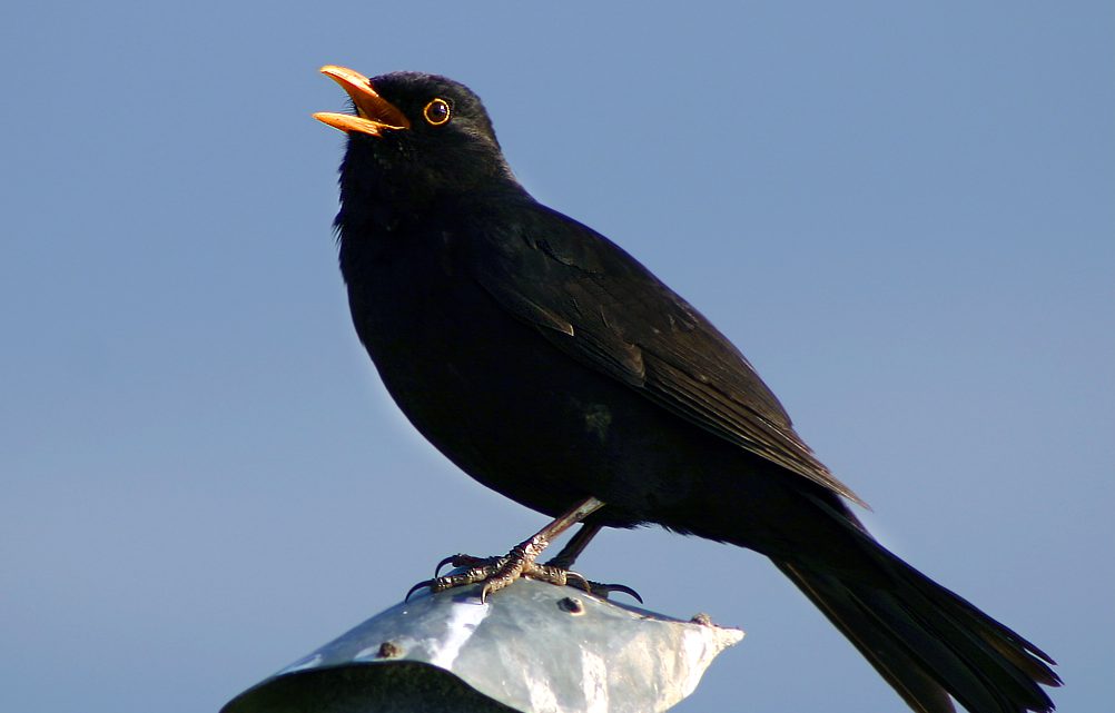 O canto das aves e sua importância para a comunicação