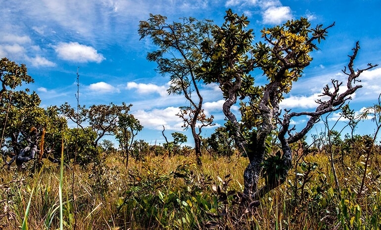 O que diferencia o cerrado de outros biomas brasileiros?