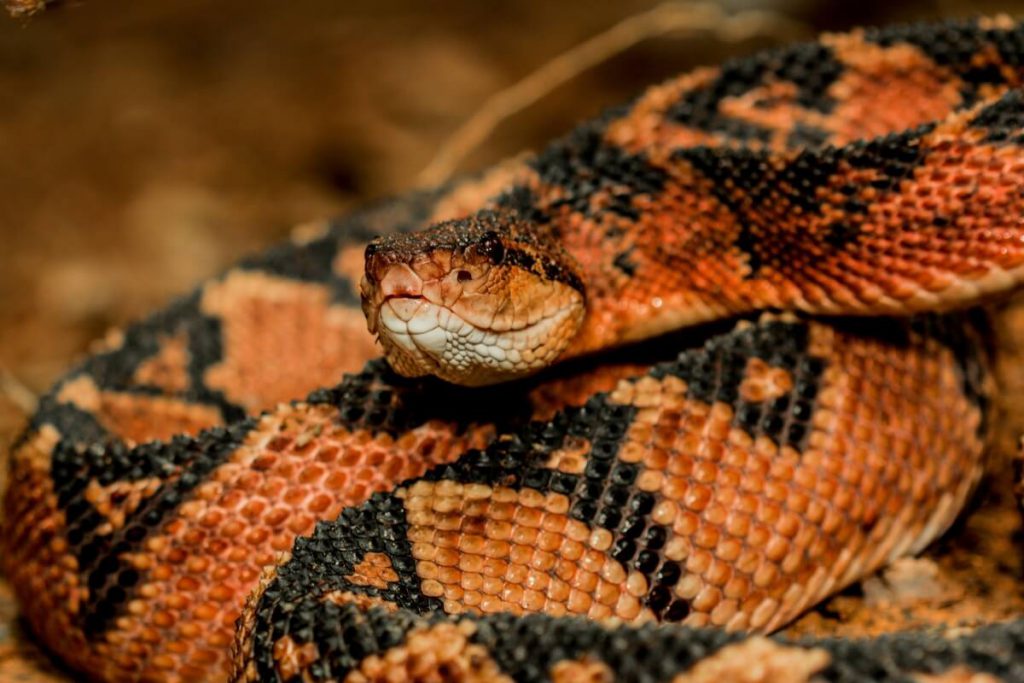 cobras no controle de pragas