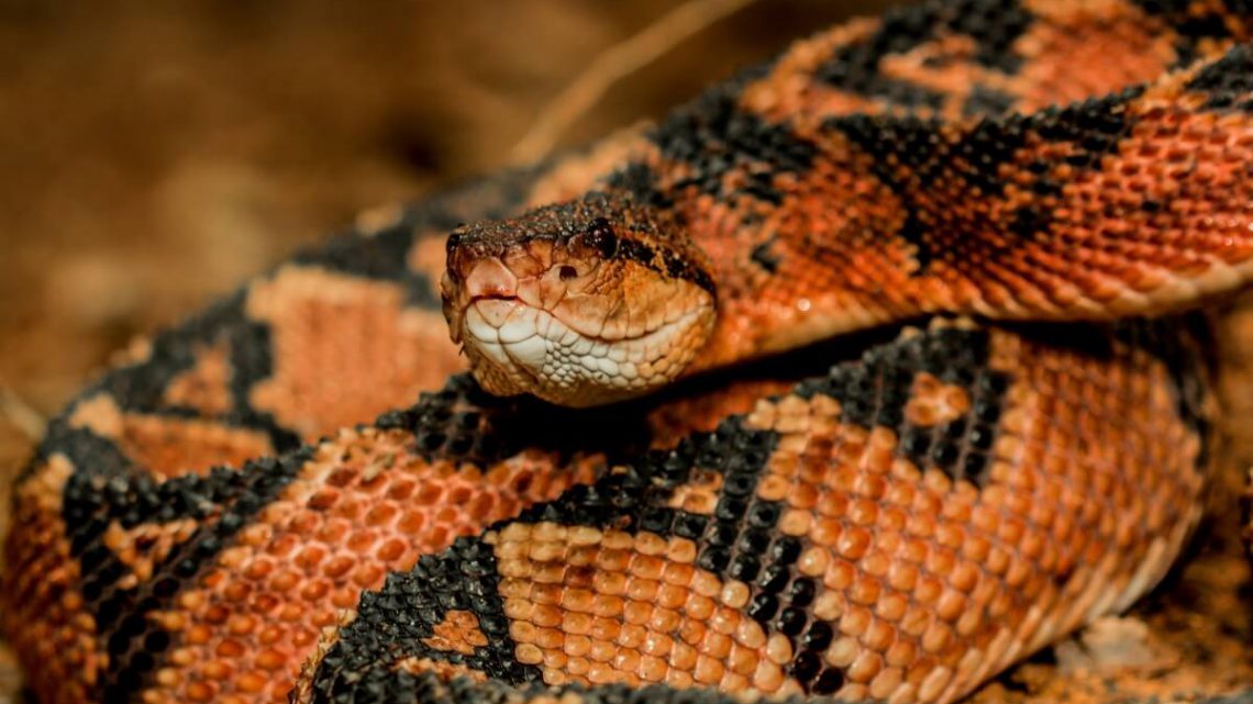 A importância das cobras no controle de pragas
