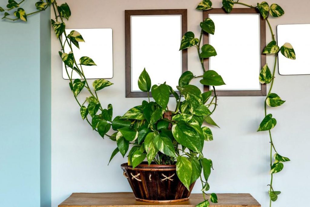 jiboia planta