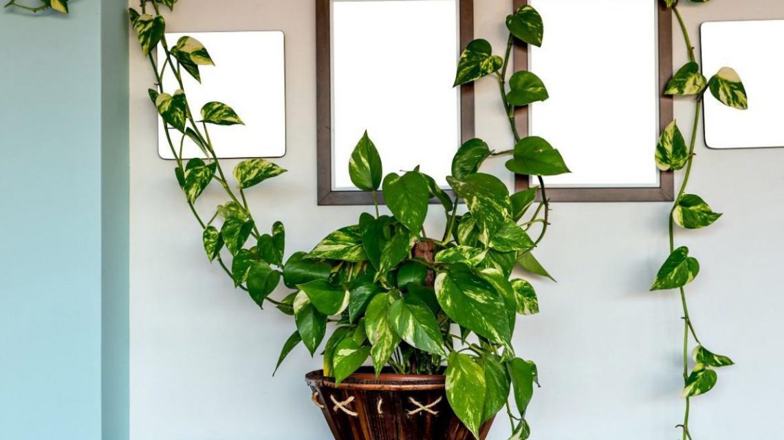 O que torna a jiboia uma das plantas mais versáteis para ambientes internos?