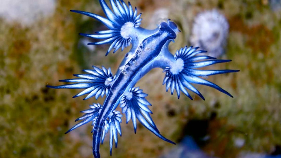 Como o dragão azul-do-mar se protege de predadores?