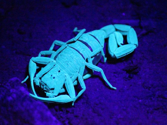 Como os escorpiões brilham sob luz ultravioleta?