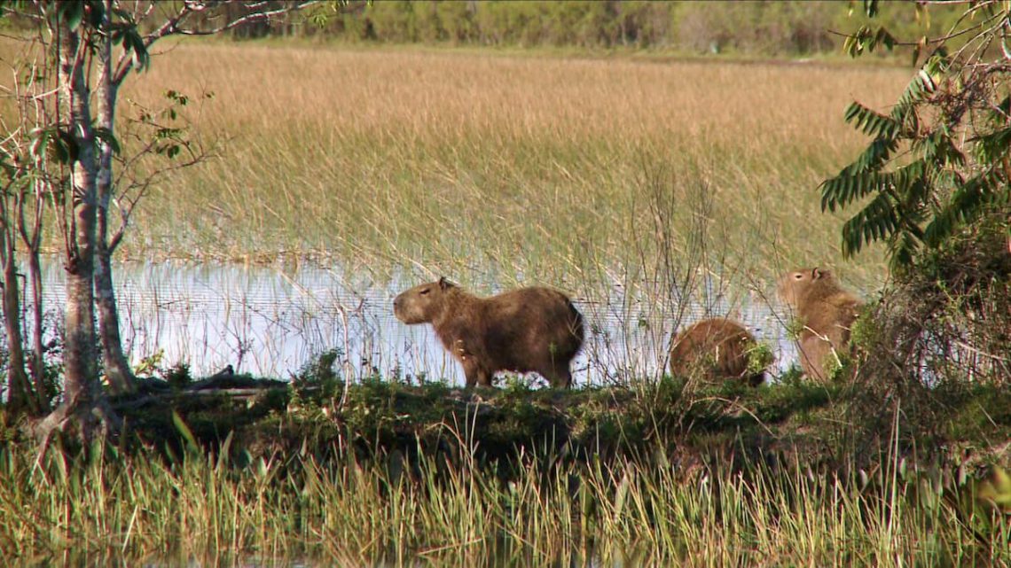 A relação entre a fauna do cerrado e a vegetação típica do bioma