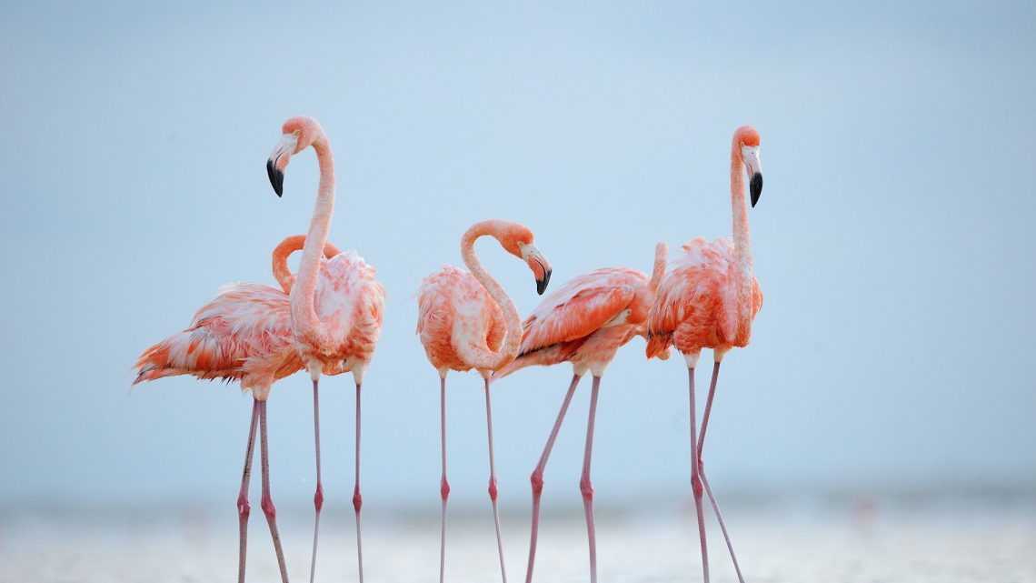 As cores vibrantes dos flamingos e o que as causa