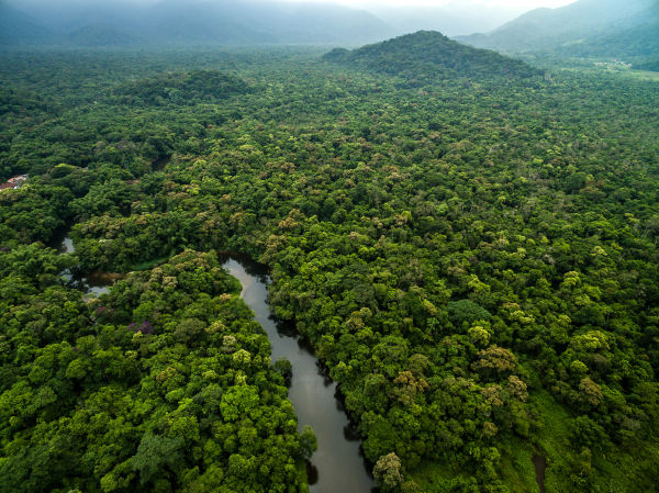 O papel das florestas na captação de carbono