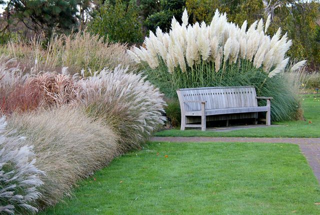 Como escolher plantas para jardins de baixa manutenção?