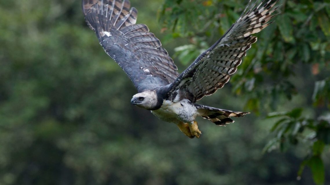 O que torna a harpia uma das aves mais poderosas do mundo?